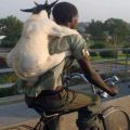 ecf68-goat2bon2bbike